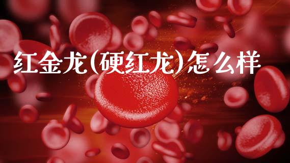 红金龙(硬红龙)怎么样_https://wap.hpmsj.cn_基金分析_第1张